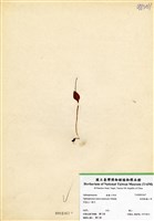 藏品(高山瓶爾小草)的圖片